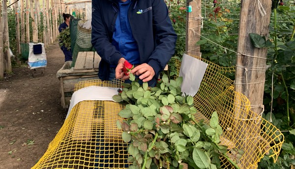 Quality control of flowers is becoming more important