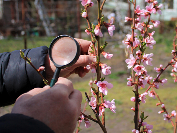 Quality inspections of flowers and greens